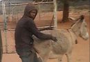 Zimbabwe: Cops hunting for a Black man who had sex with his neighbour’s Donkey!