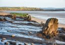 Science: Human footprints 7,000 Years old found in Britain (with ancient forest)