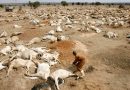 2016: Zimbabwe: 700,000 cattle died in 2 years (national herd drops by 11.7%)