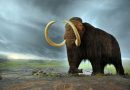 Whites used to hunt Woolly Mammoths: 10 Facts About the Wild Woolly Mammoth