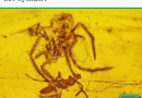 One day, a 100 million years ago … a Spider caught a Tick!