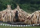 4 Pics: Blacks kill 30,000 Elephants in Africa annually: Botswana 100 elephants killed for ivory recently