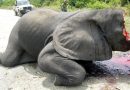 AFRICANCRISIS: Blacks kill 30,000 Elephants – SA Salaries & Murders over 70 Years: Apartheid Vs Black Rule!