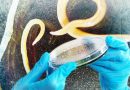 Science: 42,000 Year old Worms are defrosted & brought back to life!