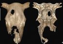 Science: Whites in France practiced brain surgery on this cow 5,000 years ago!